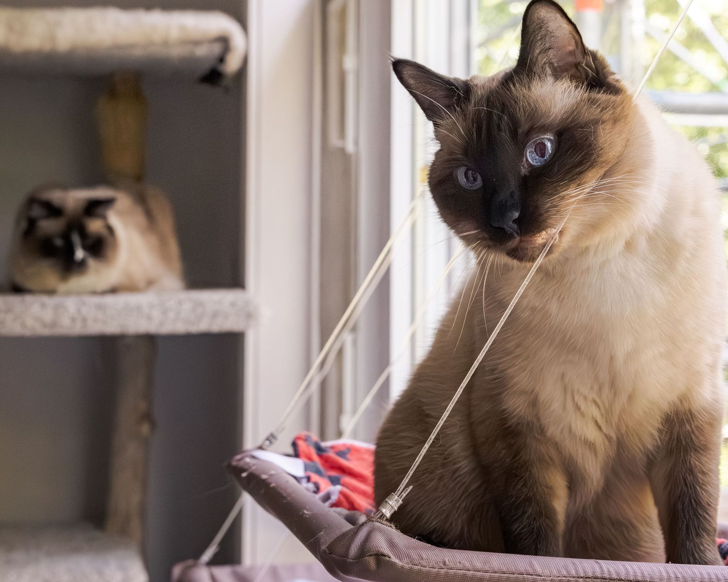Two Siamese cats on a cat tree near a sunny window, one sitting alert on a hammock perch.