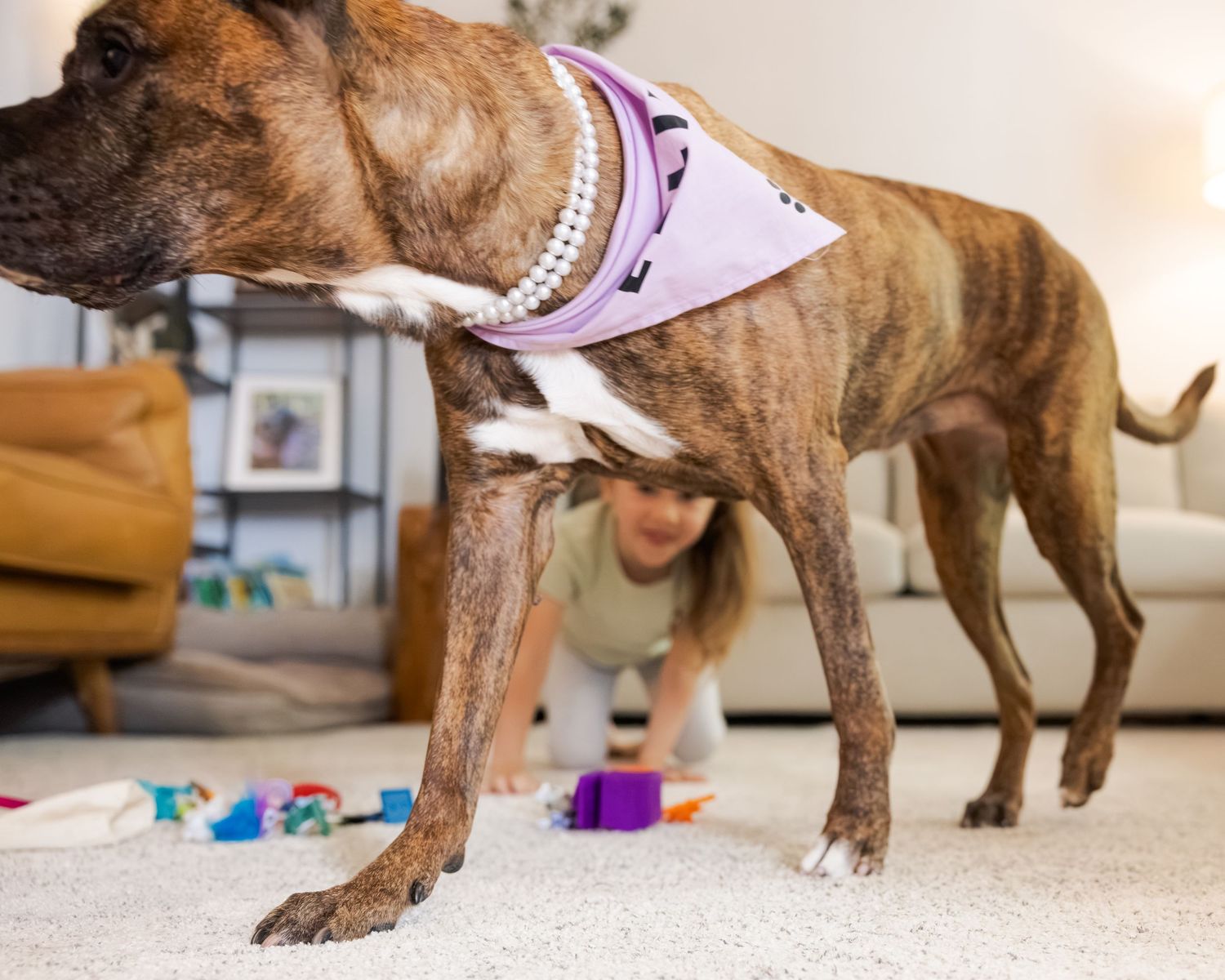Brindle boxer dog wearing pearl necklace and purple bandana stands over child playing on carpet indoors.
