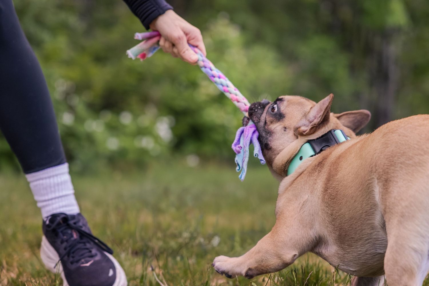 French Bulldog playing tug-of-war with a colorful rope toy held by a person outdoors on green grass.