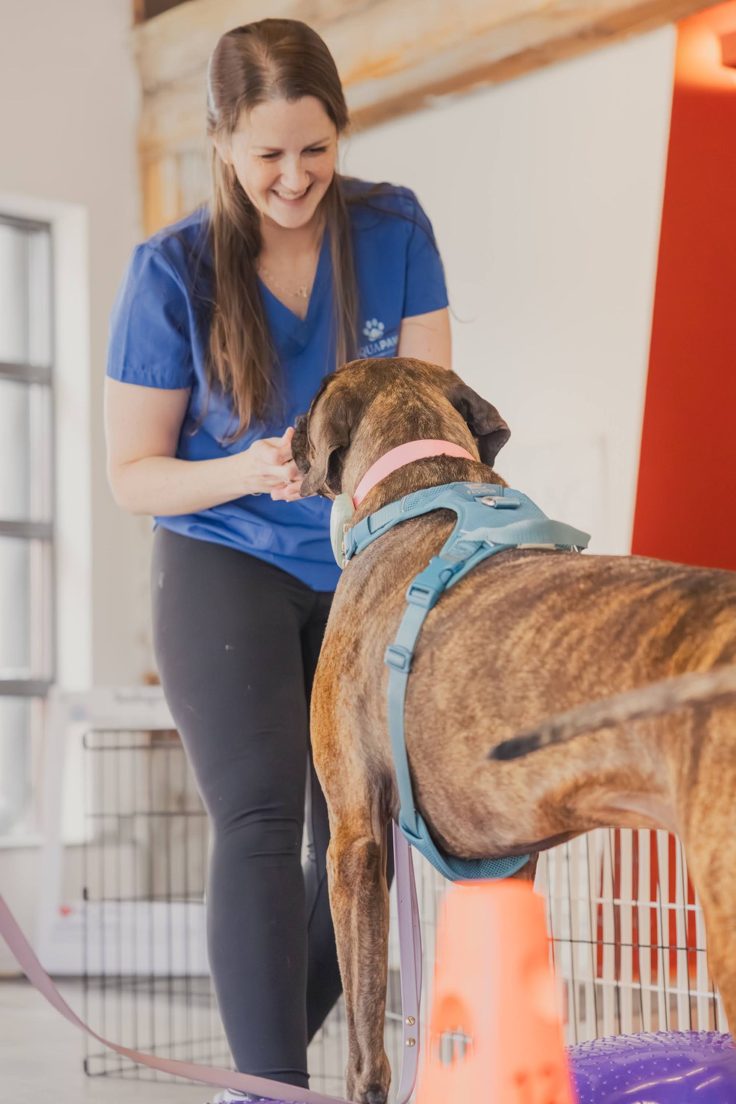 A smiling woman in a blue scrub top interacting with a brindle dog wearing a teal harness indoors.