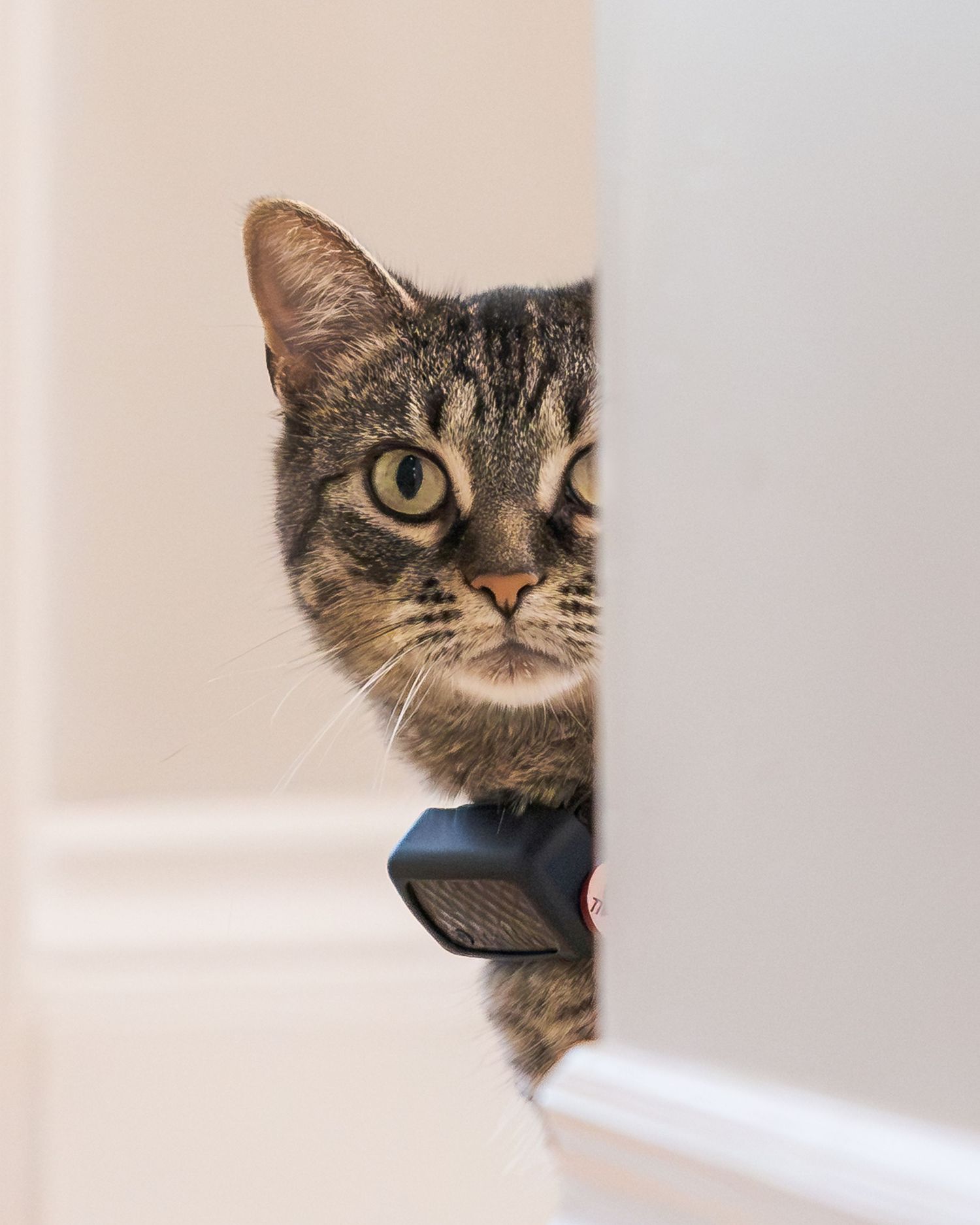 A curious tabby cat peeks around a white door frame, staring directly at the camera with wide, alert eyes.