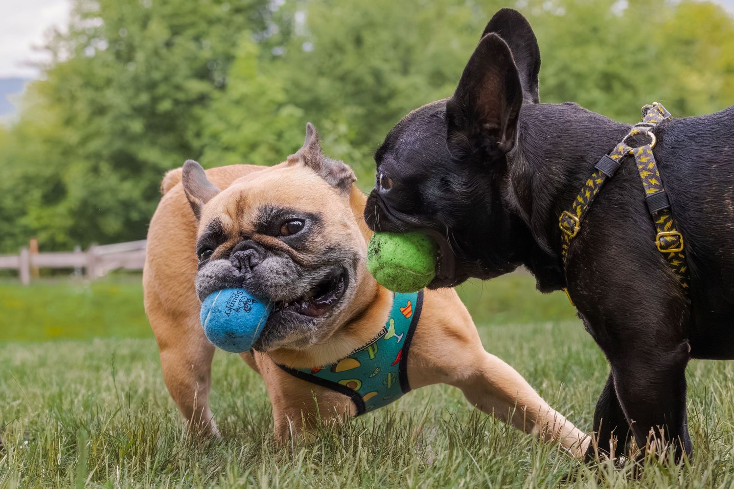 Two French Bulldogs playing tug-of-war with colorful balls in a grassy park, one fawn and one black.