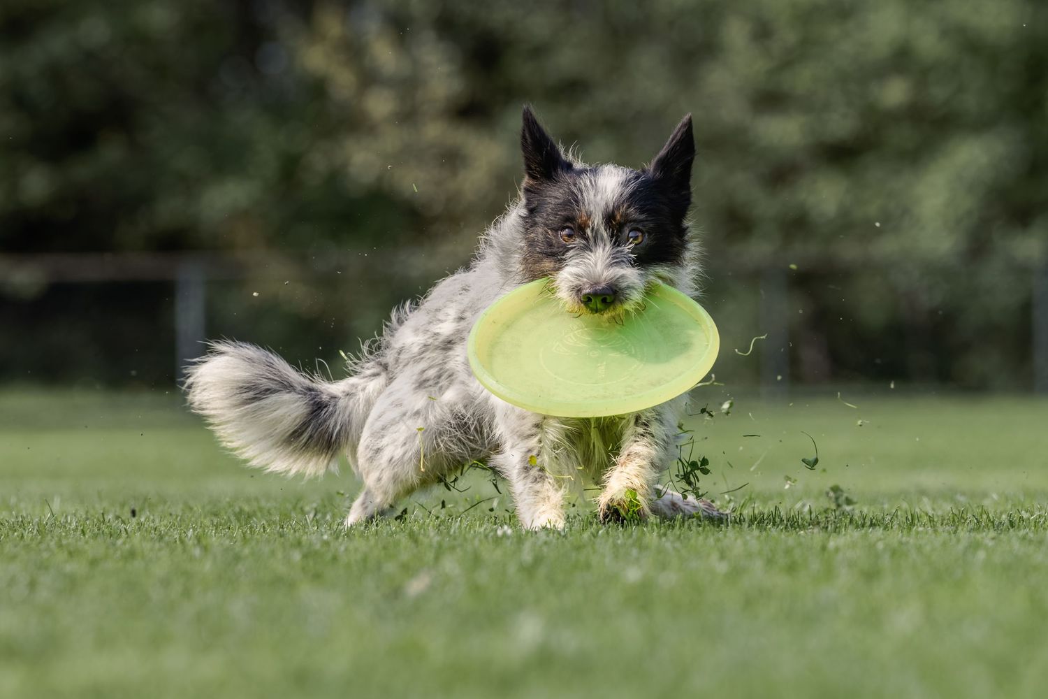 Scruffy dog catching a green frisbee on a lush grass field outdoors.