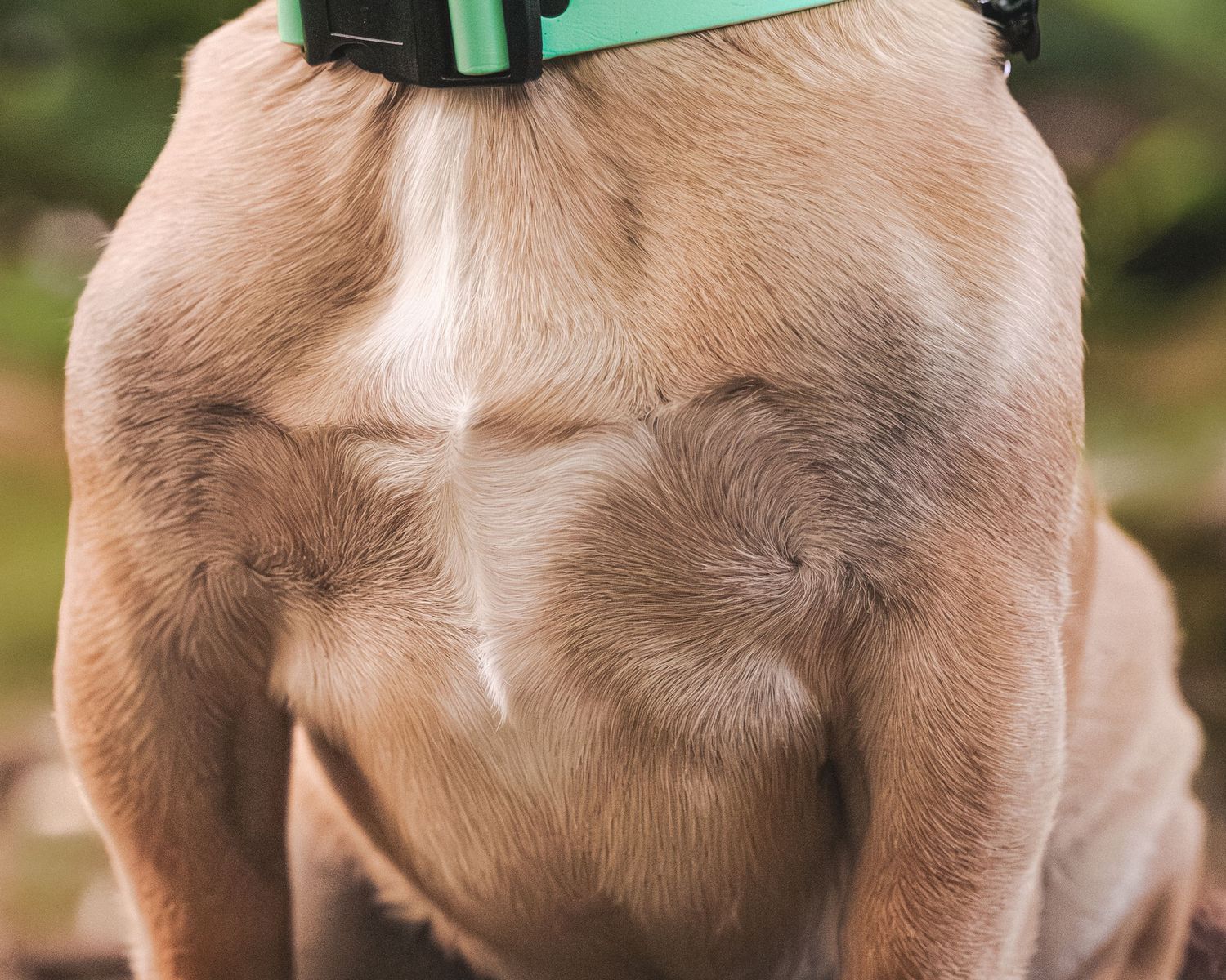 Close-up of a dog's back with a green collar, showing unique fur patterns on its light brown coat.