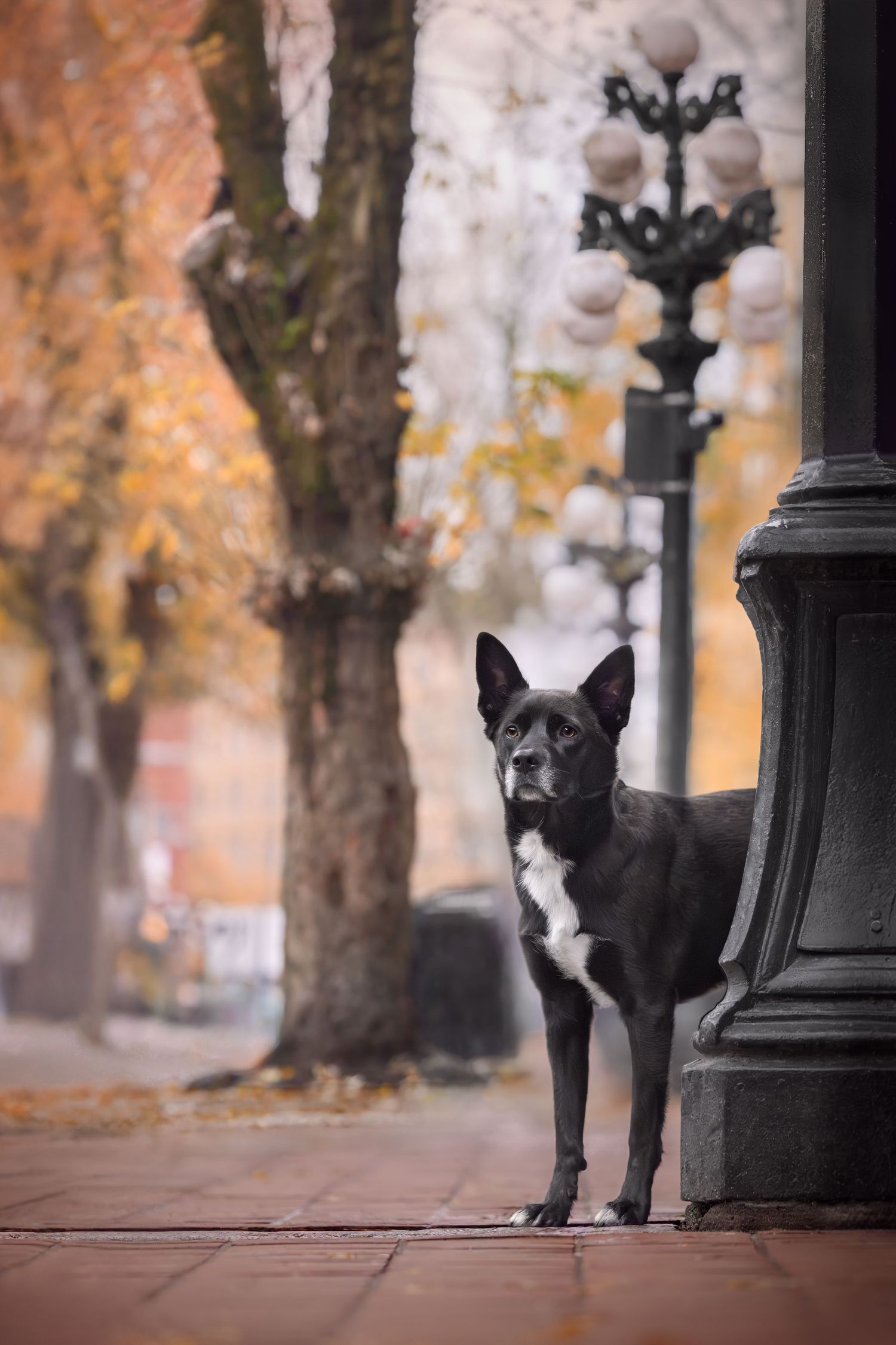 Black dog standing alert beside an ornate street lamp on an autumn city sidewalk with colorful trees in background.