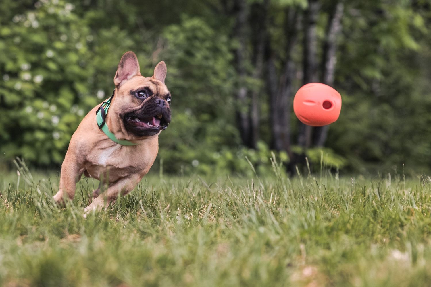 French Bulldog chasing an orange ball across green grass with trees in the background.