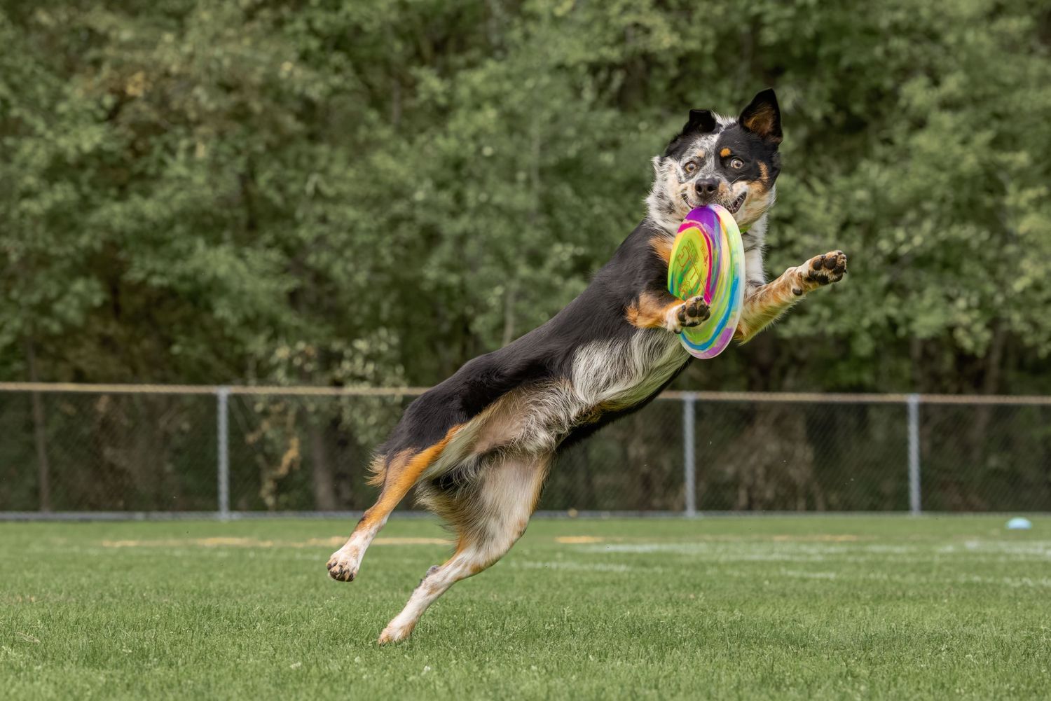 A Border Collie leaps mid-air to catch a colorful frisbee on a green grass field with trees in the background.