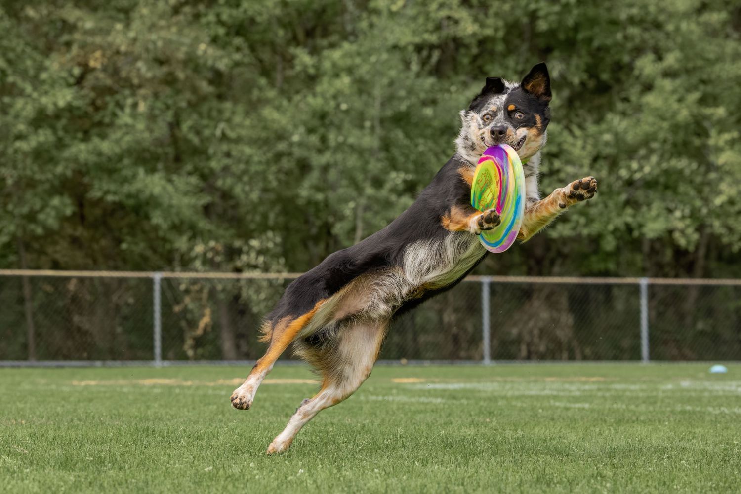 A border collie leaps mid-air to catch a colorful frisbee on a green grass field with trees in the background.