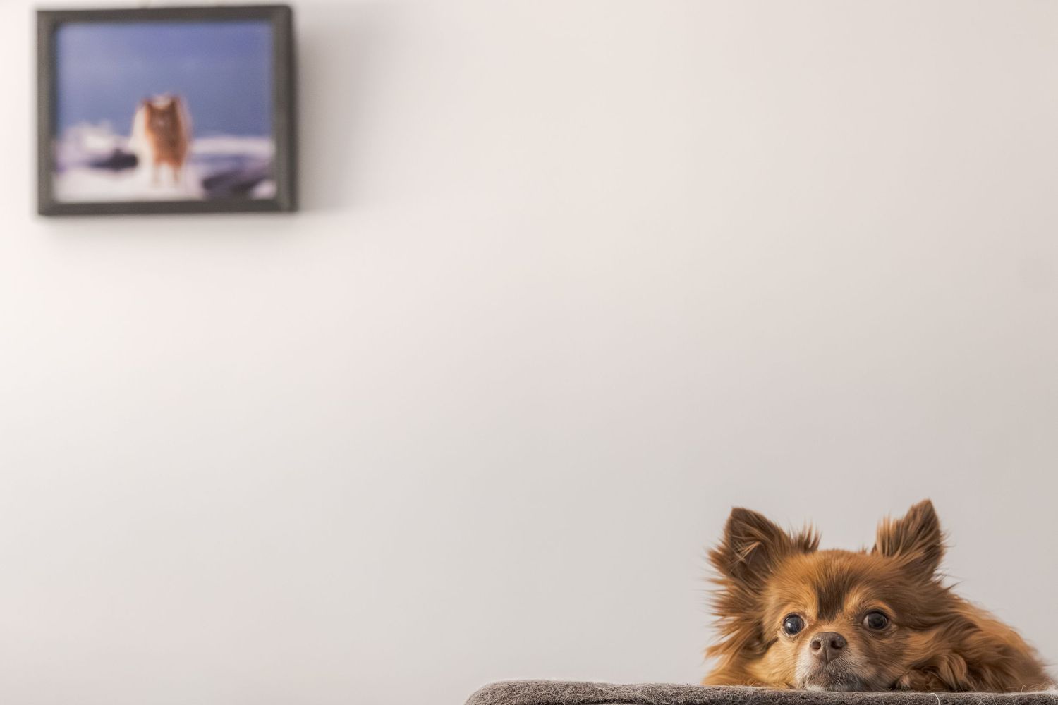 A fluffy Chihuahua peers over a gray cat tree with a framed dog photo hanging on the white wall behind.