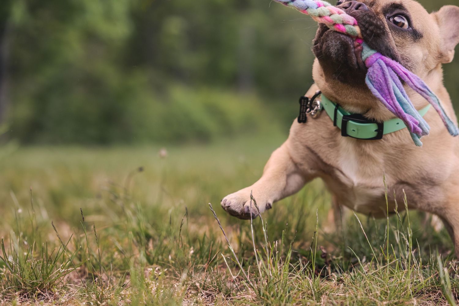 A French Bulldog puppy plays tug-of-war with a colorful rope toy outdoors in a grassy field.