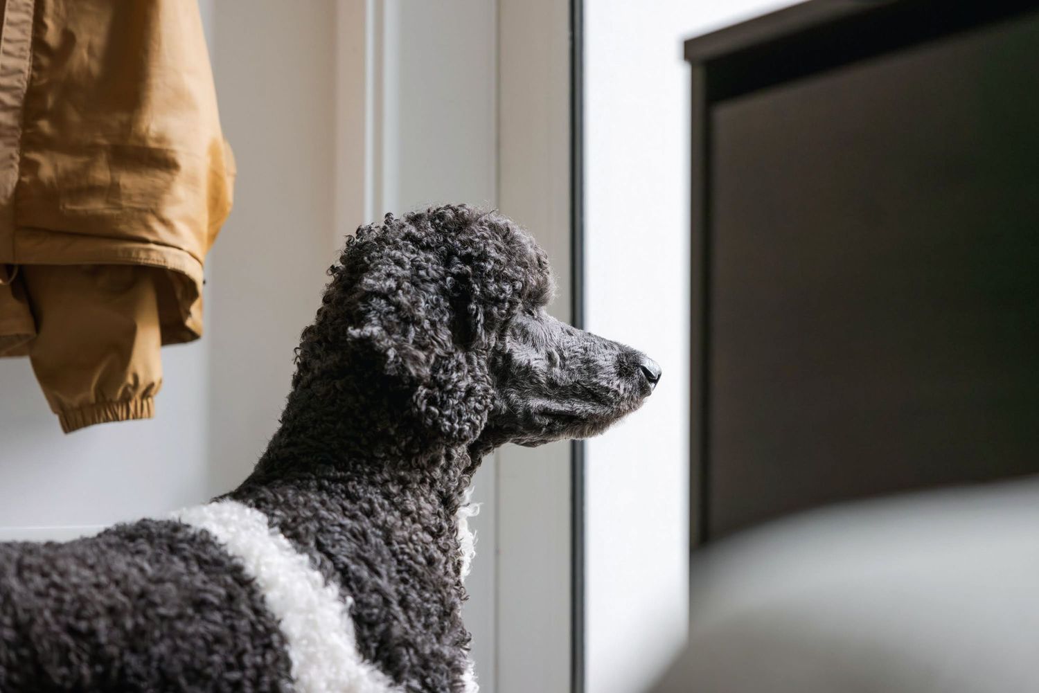 A black and white curly-haired poodle dog looking out a window beside a hanging brown jacket indoors.