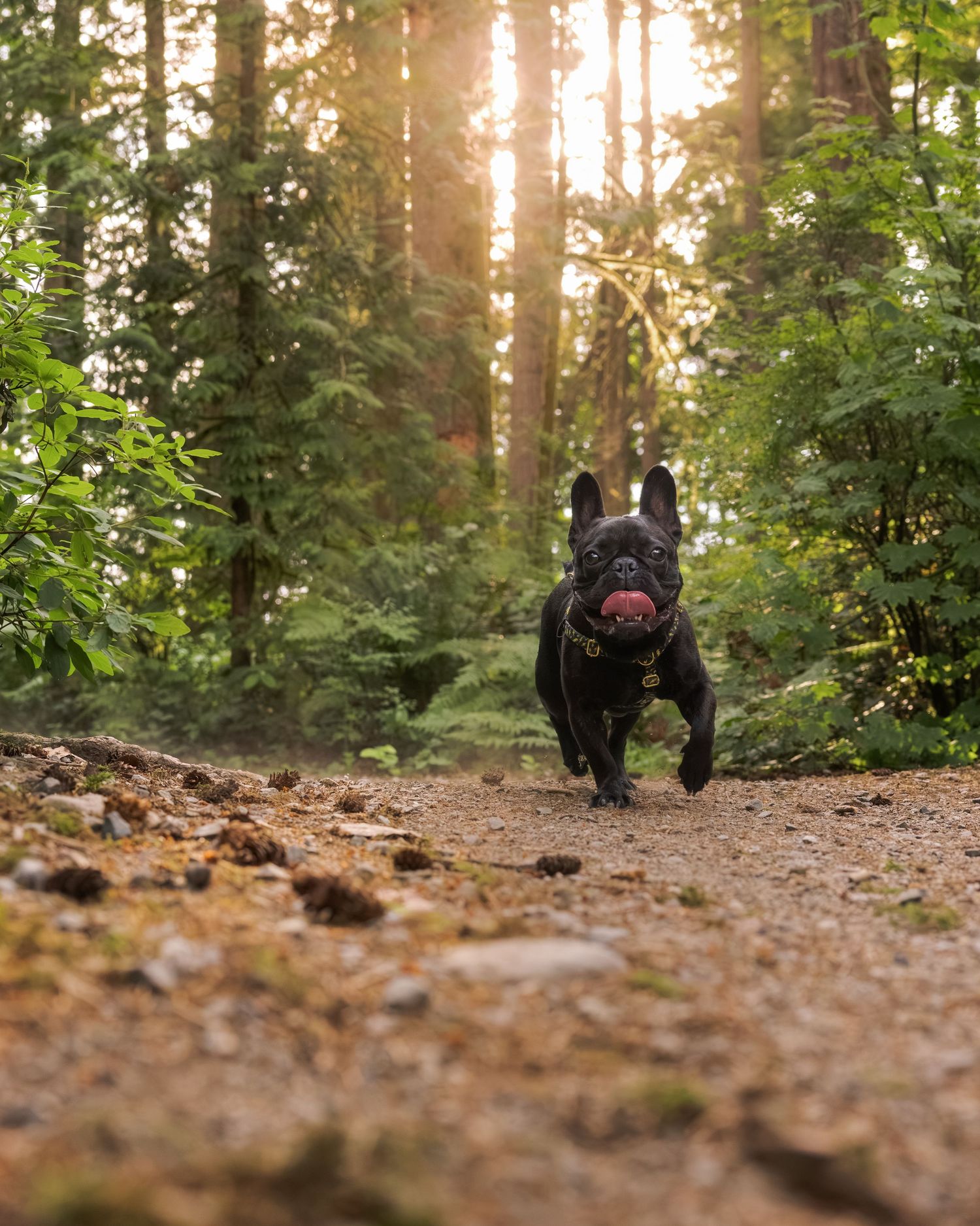 A black French Bulldog runs happily down a forest trail with sunlight streaming through tall green trees.
