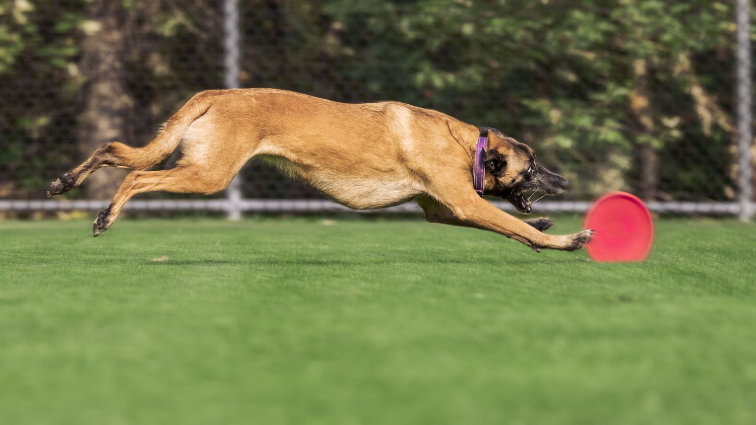 A Belgian Malinois dog leaps across green grass to catch a red frisbee in an outdoor park setting.