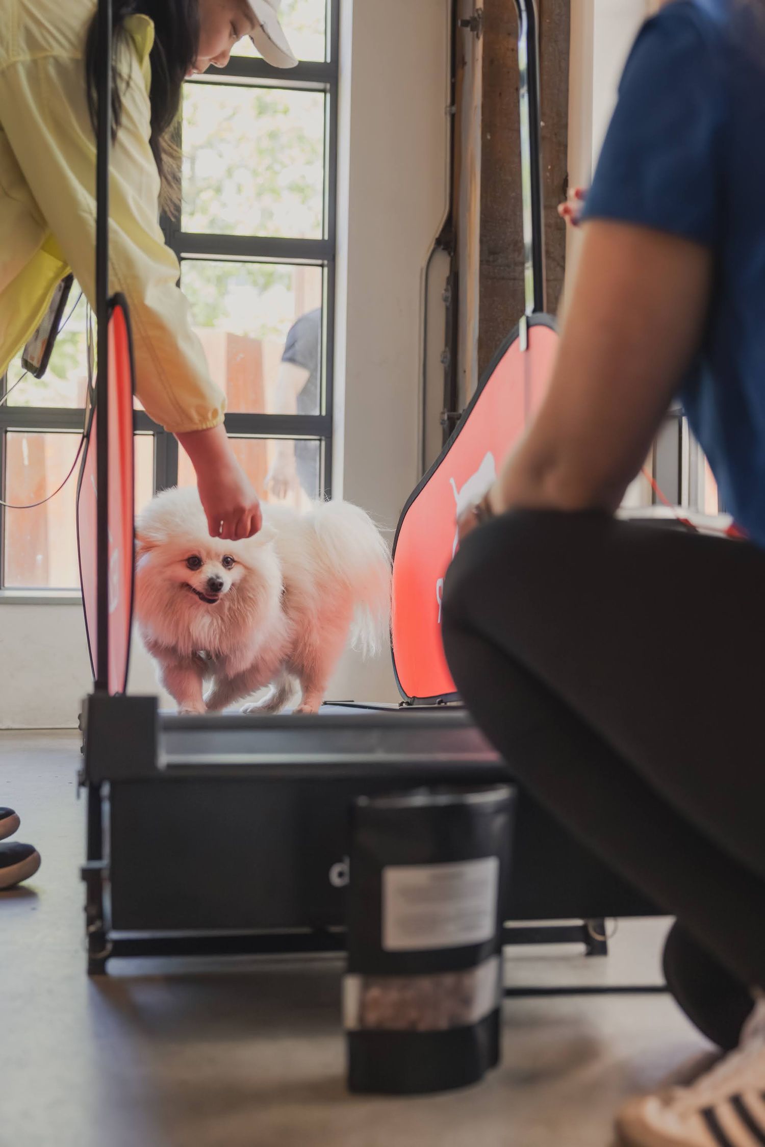 A fluffy white Pomeranian dog standing on a black case while a person pets it indoors near large windows.