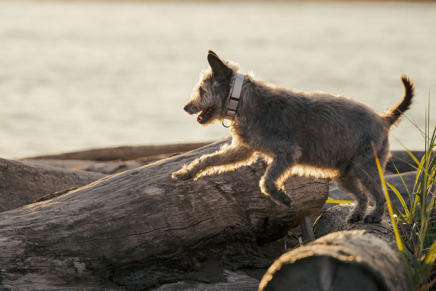 A gray dog wearing a collar climbs over large driftwood logs near a body of water at sunset.