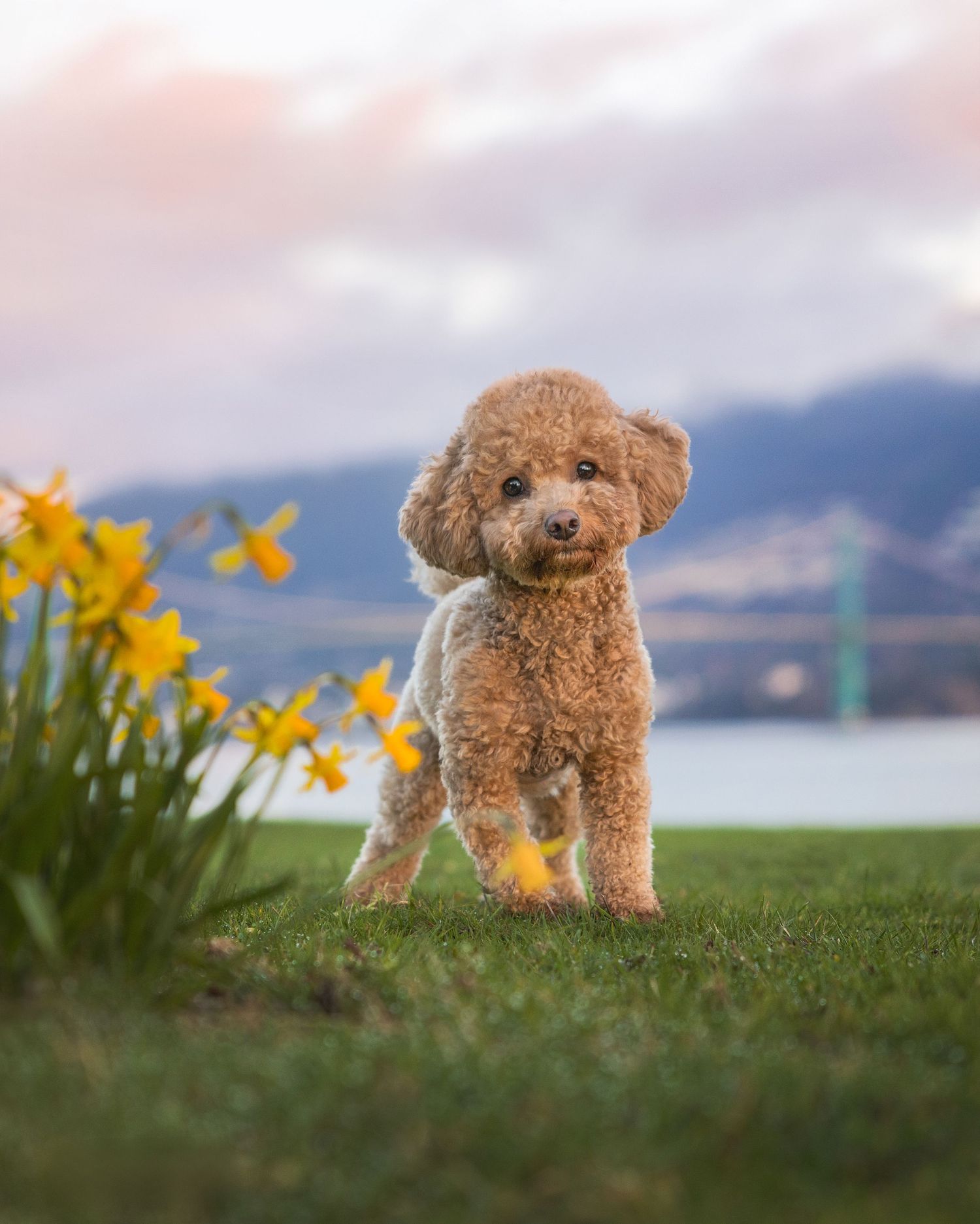 A fluffy apricot toy poodle puppy stands on green grass beside yellow daffodils with a scenic lake and mountains behind.