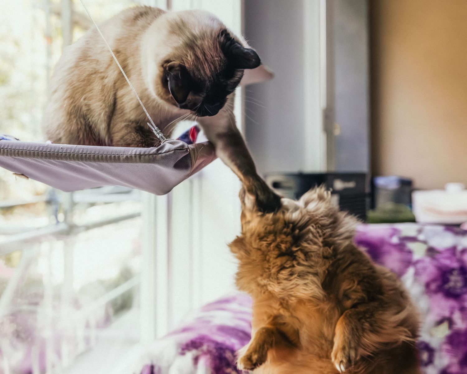 A Siamese cat on a window hammock playfully swats at a fluffy brown dog below it.