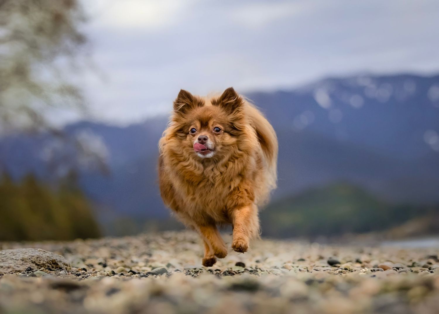 A fluffy brown Pomeranian dog runs joyfully across a mountain landscape with snow-capped peaks in the background.