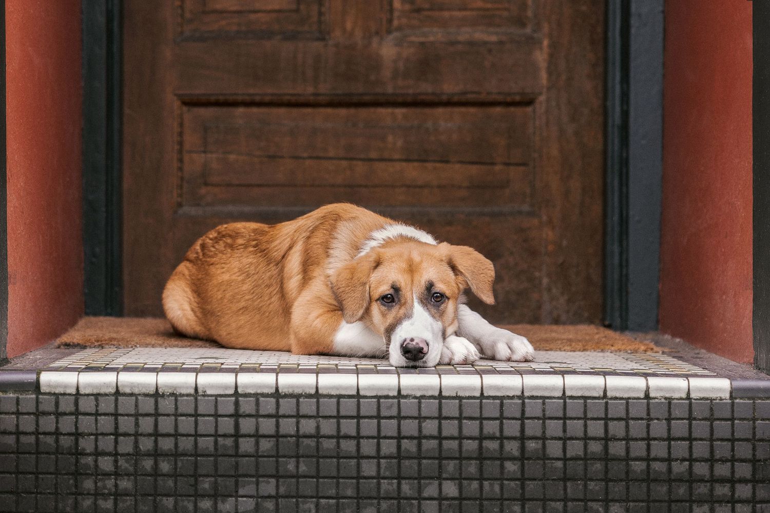 A brown and white dog resting on a tiled doorstep in front of a wooden door.