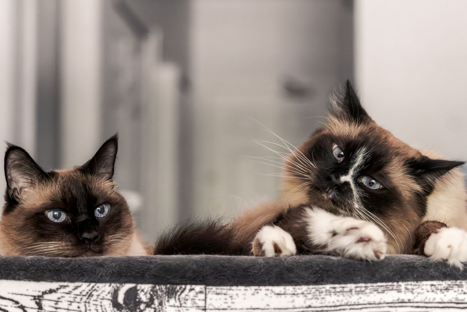 Two Siamese cats with blue eyes and dark brown markings rest together on a gray surface indoors.