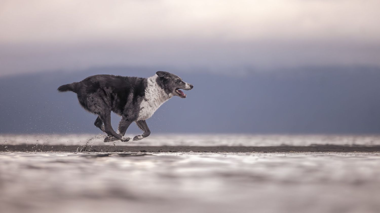 A black and white dog runs at full speed along a misty beach shoreline with mouth open.
