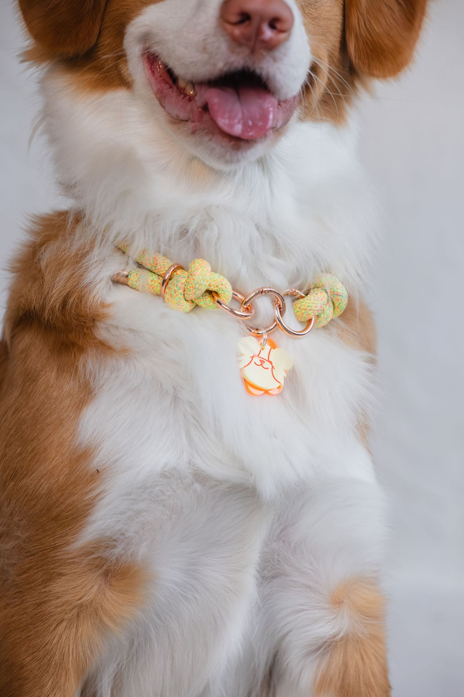 Close-up view of a brown and white dog wearing a light-up LED collar that glows in orange and yellow tones.