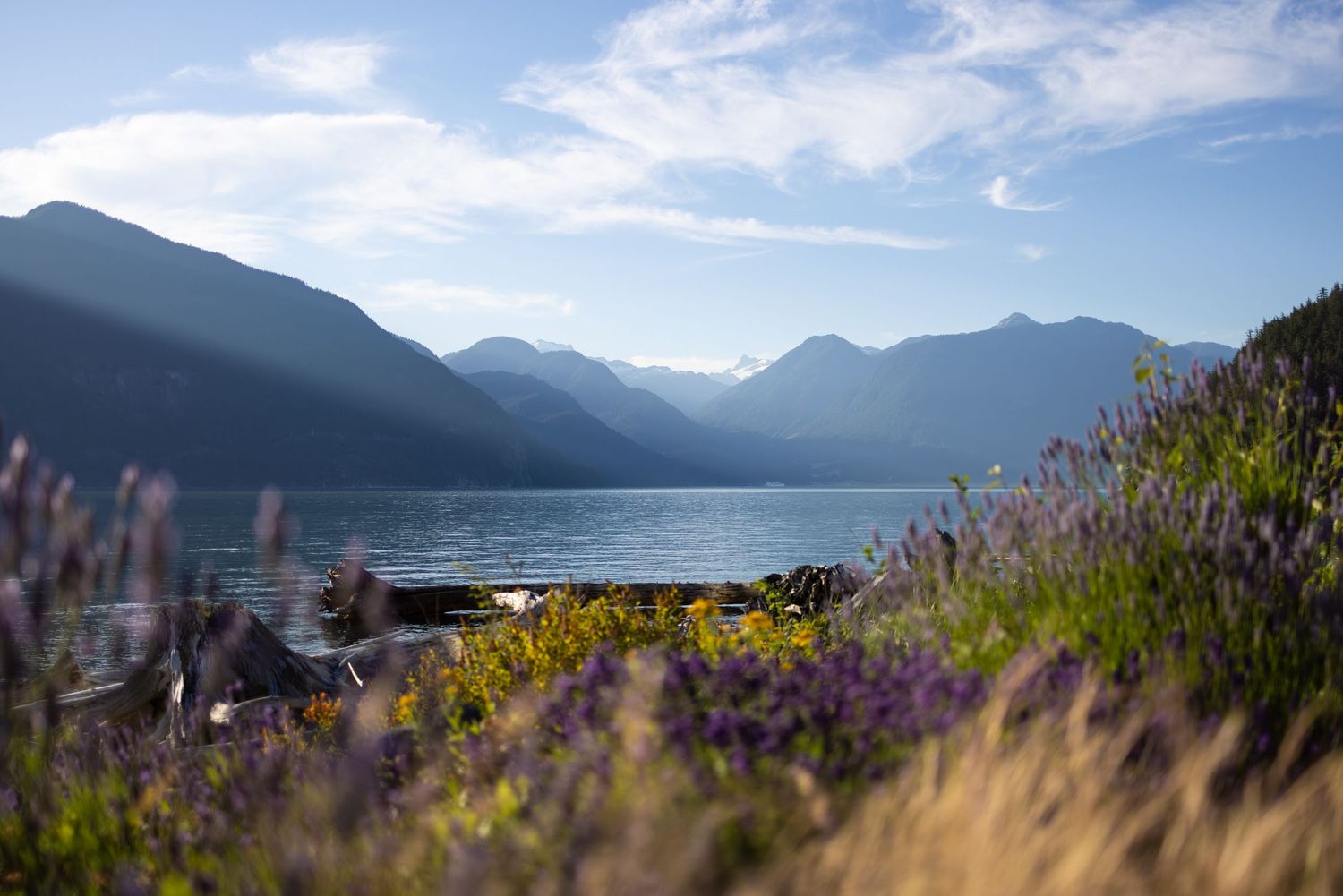 Panoramic mountain landscape with purple wildflowers in foreground and misty peaks stretching across horizon at sunset.