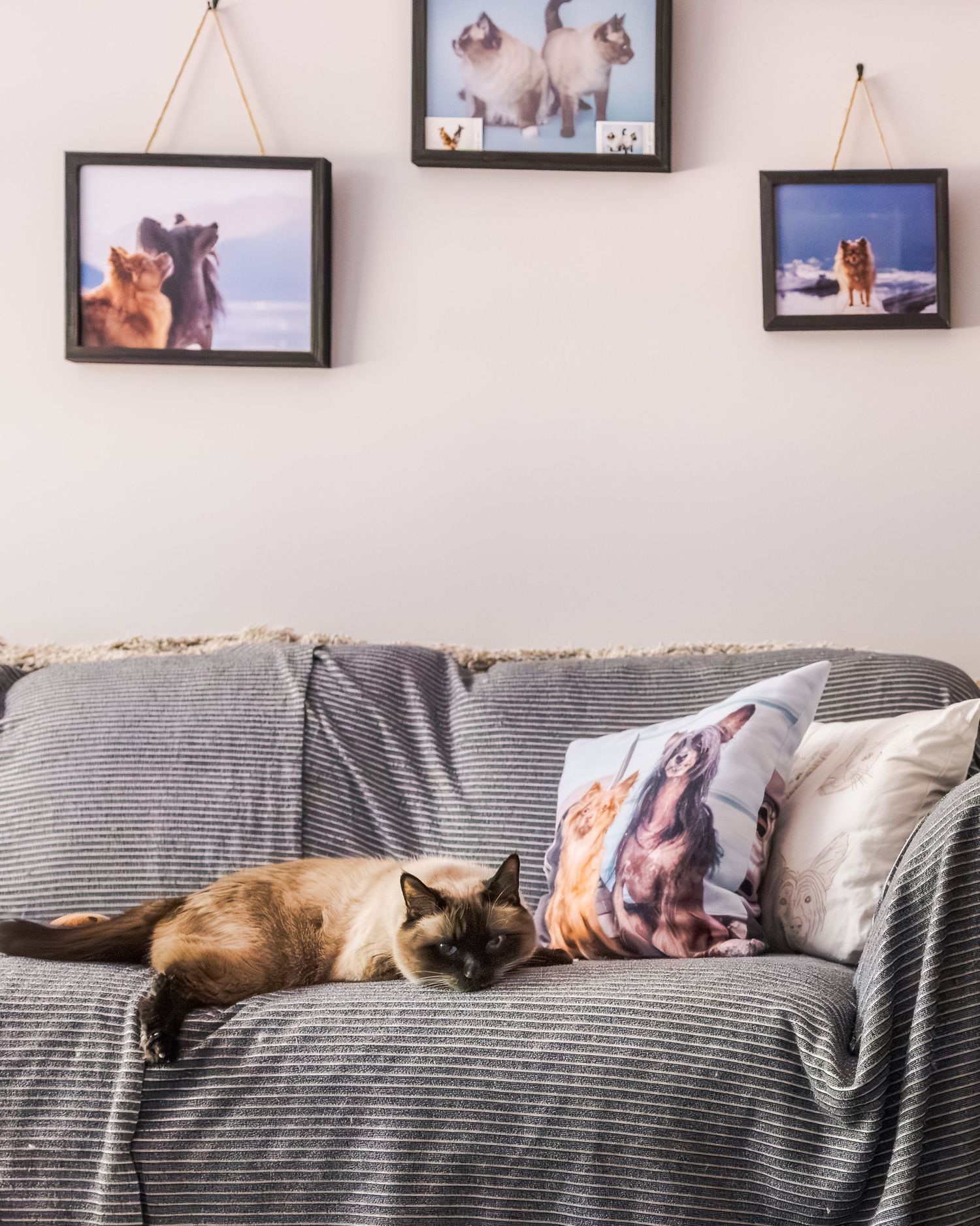 Siamese cat resting on gray sofa with cat-themed pillows and framed cat photos on white wall.