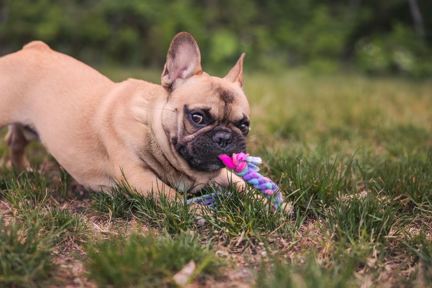 A fawn French Bulldog puppy chews on a colorful toy while lying in green grass outdoors.