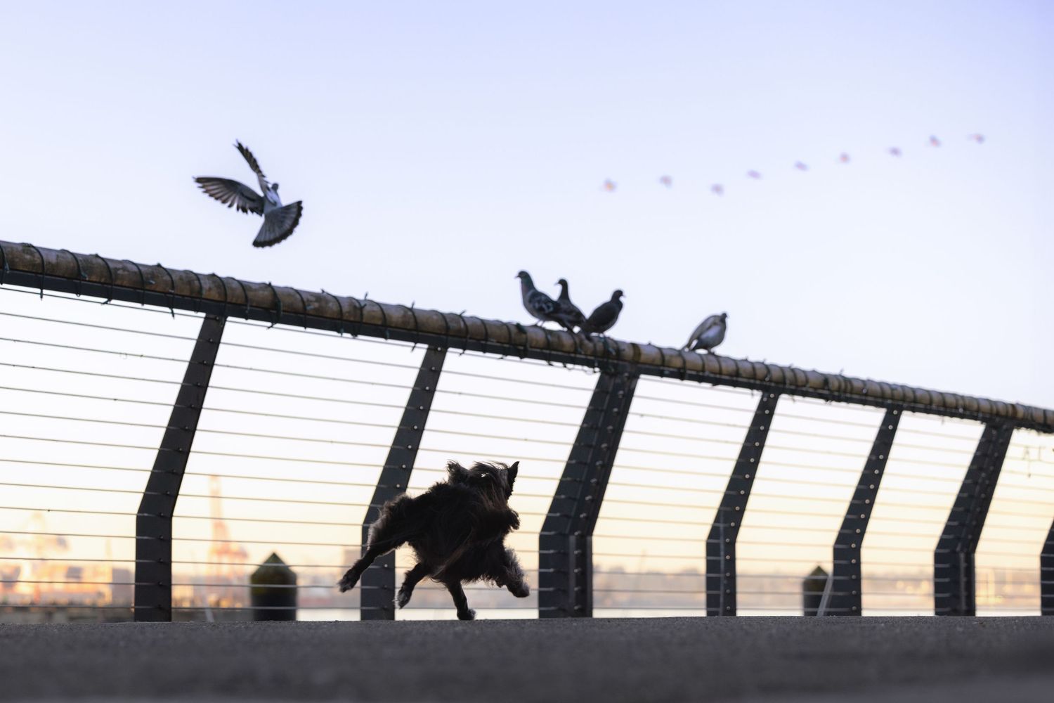 Birds perched on a railing silhouetted against a sunset sky create a peaceful urban scene.