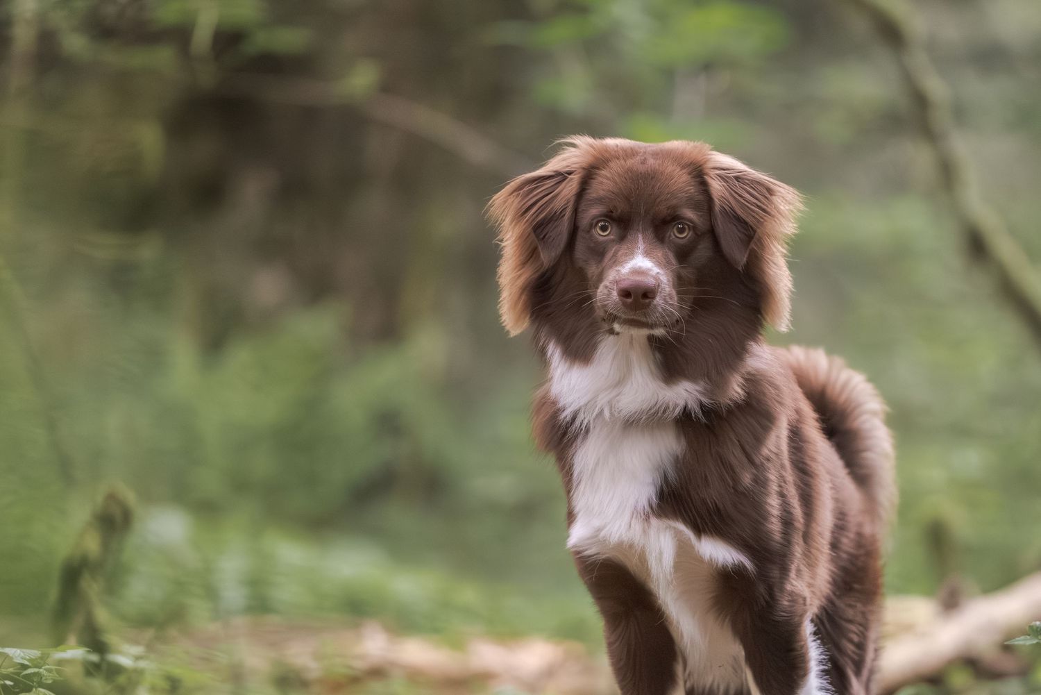 A brown and white Border Collie puppy stands alert in a lush green forest setting.