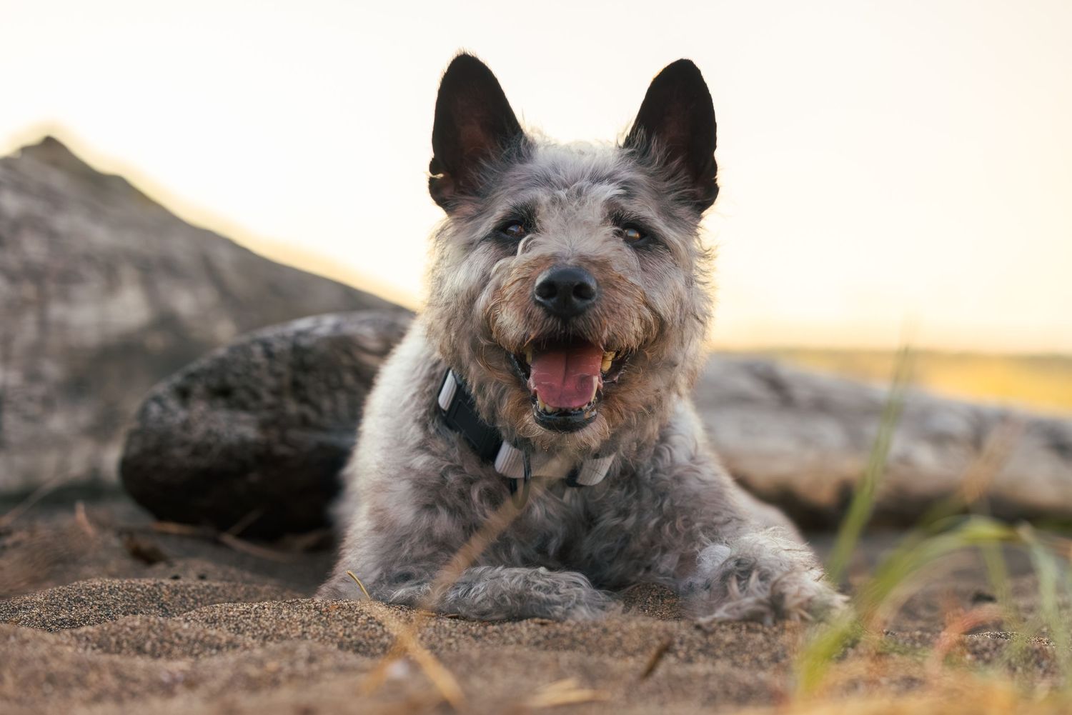 A happy Australian Cattle Dog lies on sandy ground outdoors at sunset, tongue out, wearing a collar.