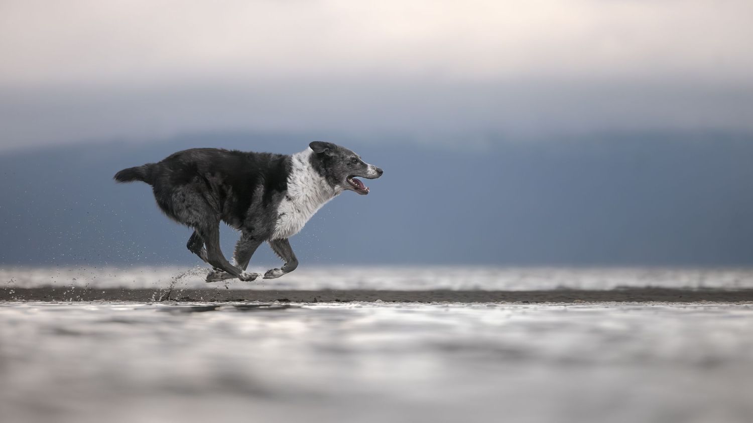 A black and white dog runs energetically along a misty beach shoreline with mouth open.