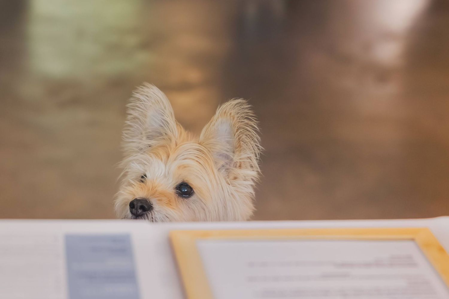 Adorable Yorkshire Terrier puppy peeking over a desk with documents, curious expression, soft bokeh background.