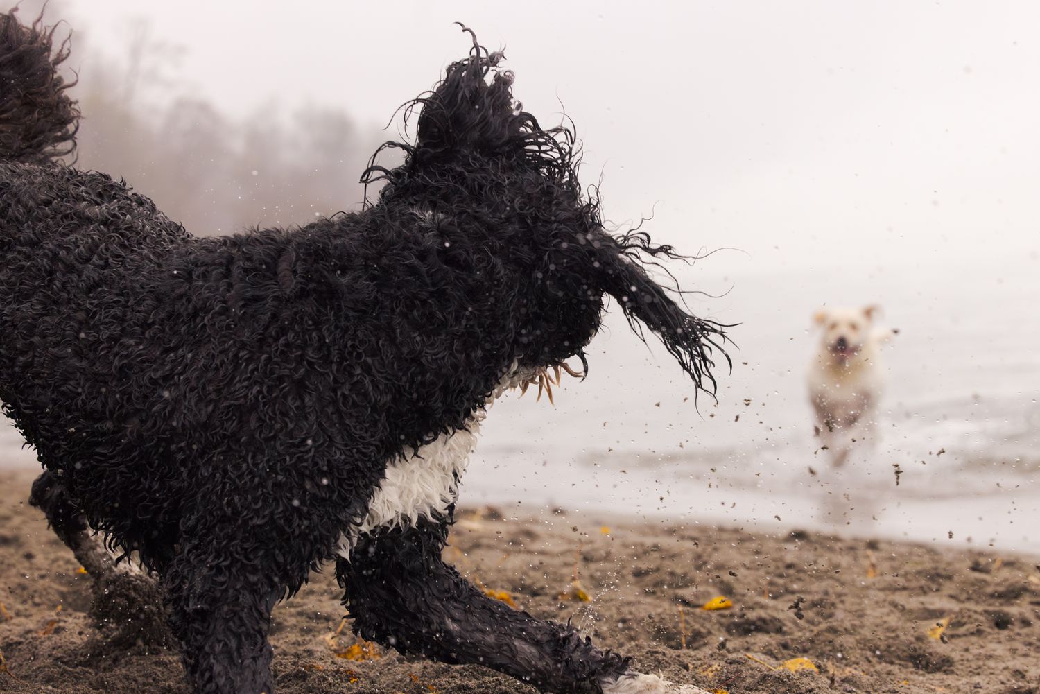 Two wet dogs playing on a foggy beach, one black curly-haired dog in foreground, one white dog running in background.