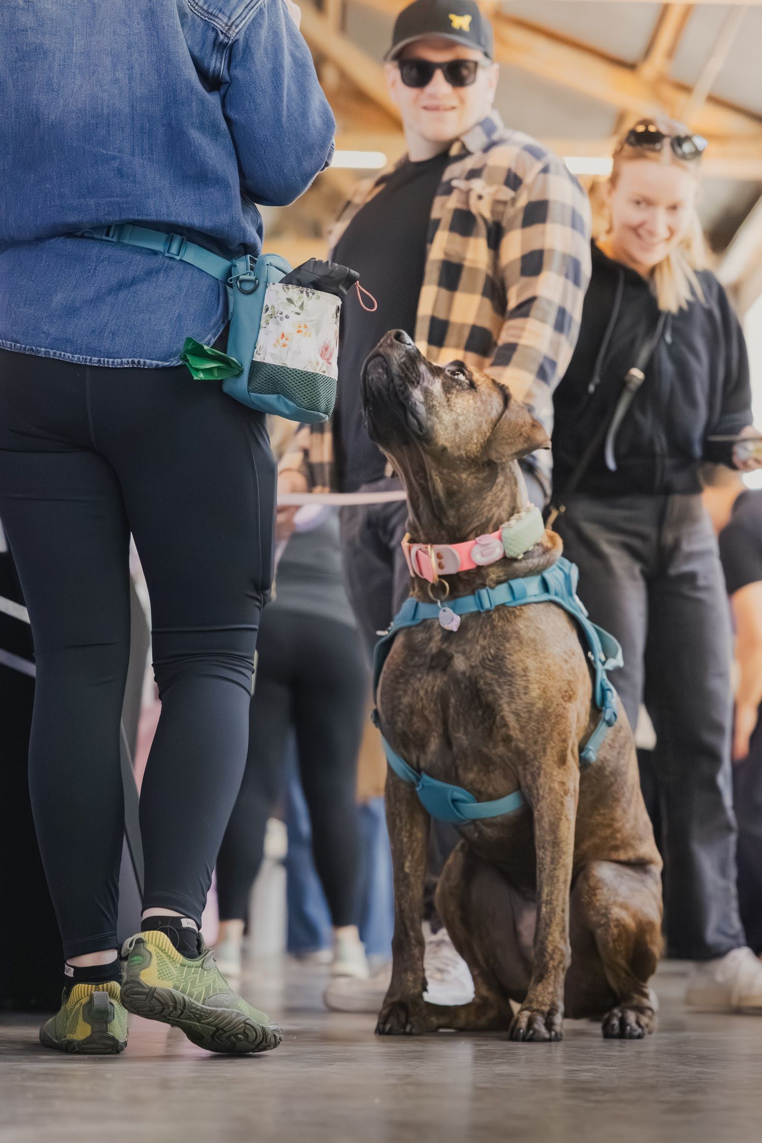 Brindle dog in blue harness sits attentively looking up at owner holding treat bag at an indoor dog event.