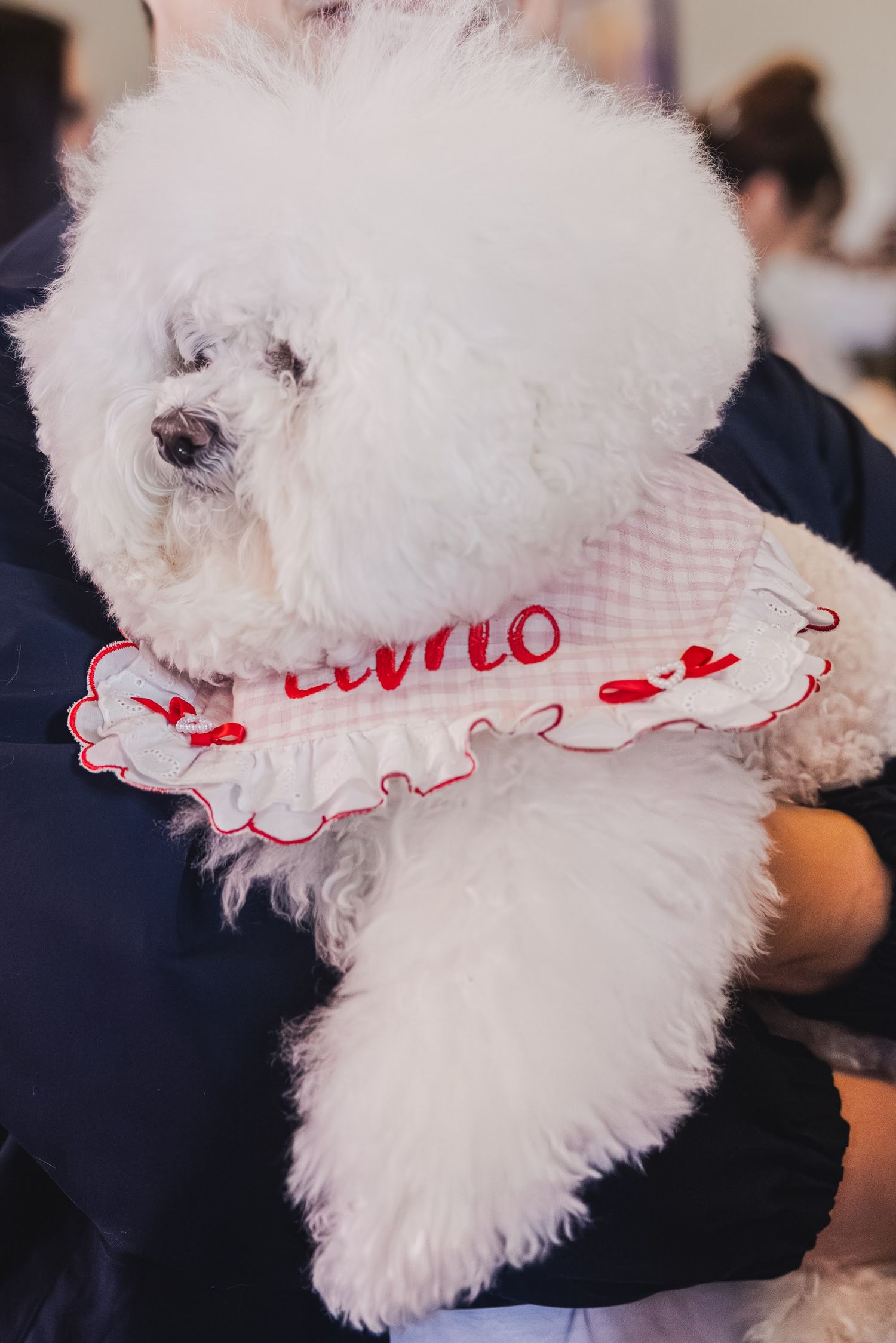 A fluffy white Bichon Frise dog wearing a red and white ruffled bandana being held by a person.