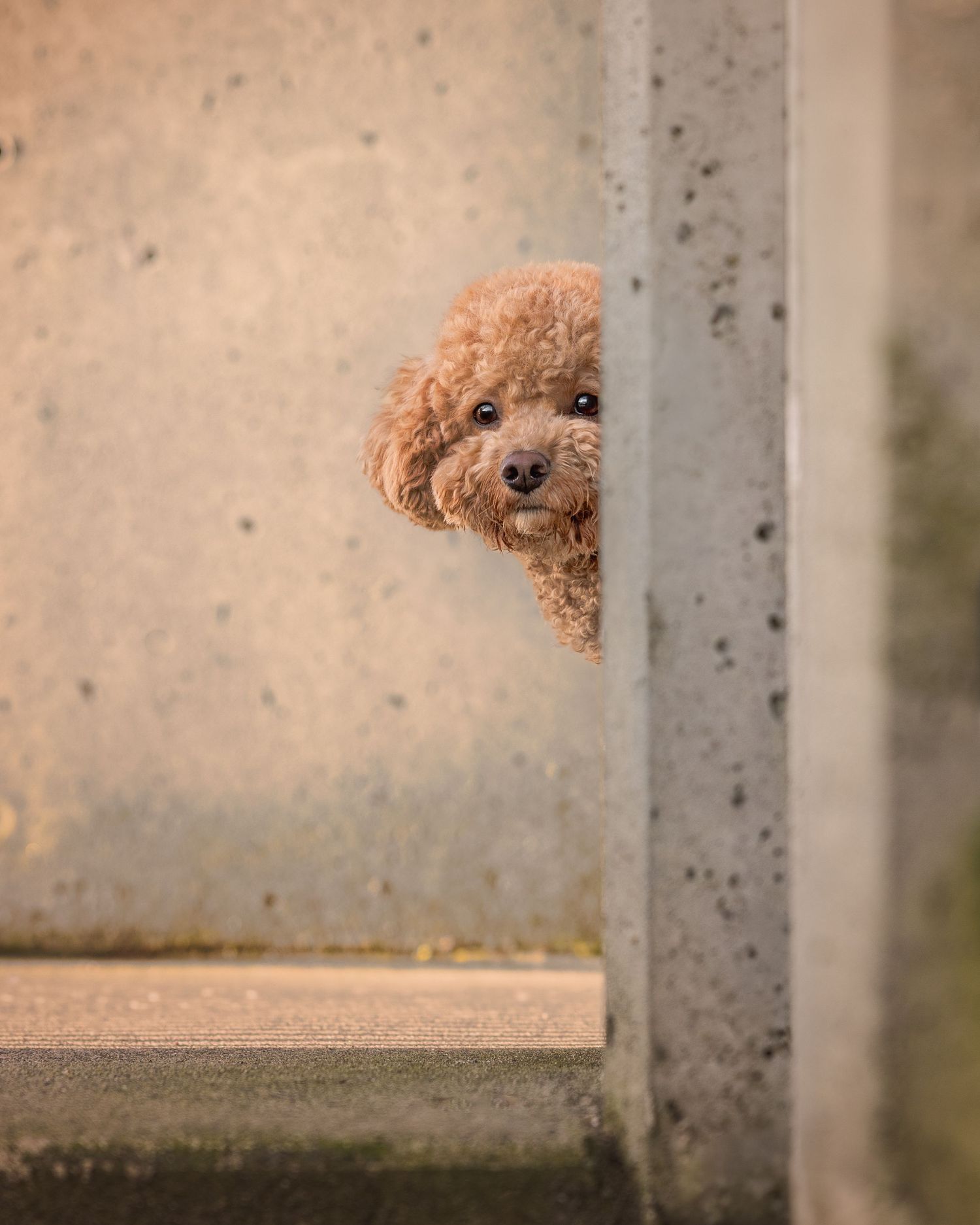A fluffy brown toy poodle peeks curiously around a concrete wall corner, its adorable face barely visible.