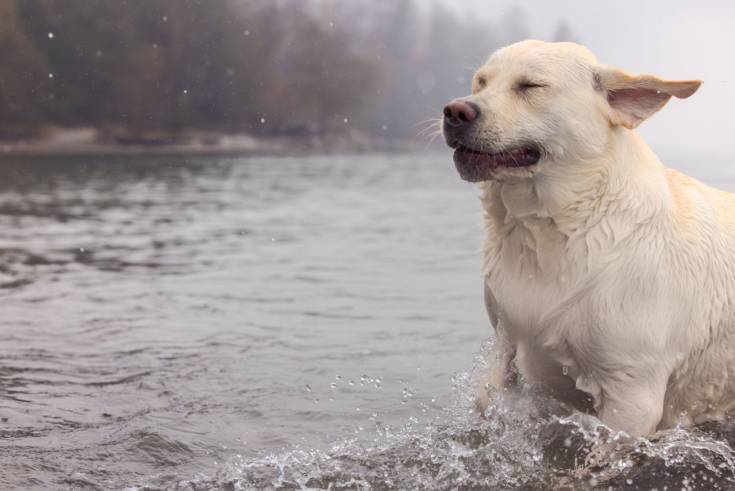 A wet yellow Labrador Retriever shaking off water while standing in a lake on a cloudy day.