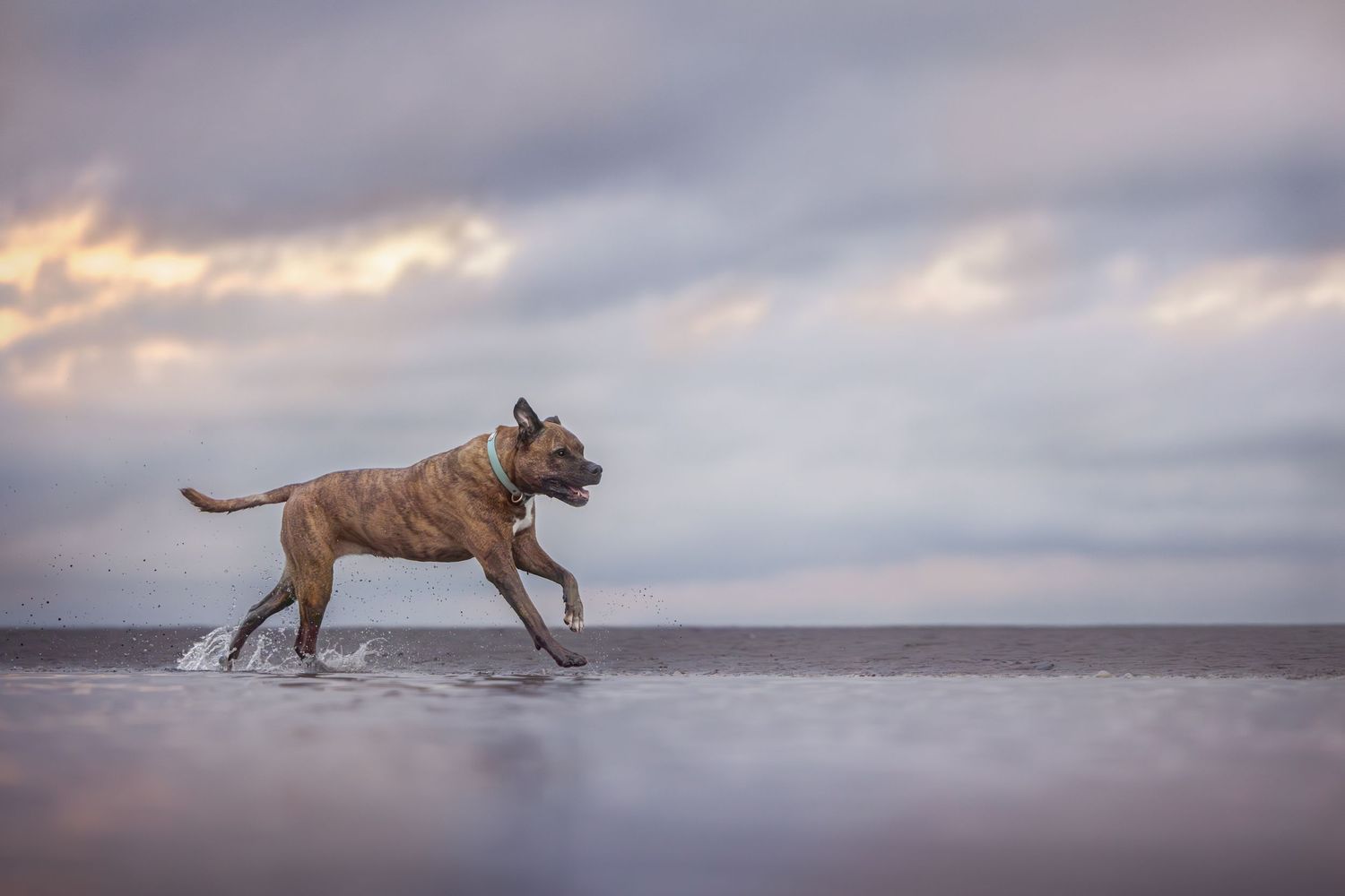 Two playful dogs run and chase each other along a misty beach at sunset with mountains in the background.