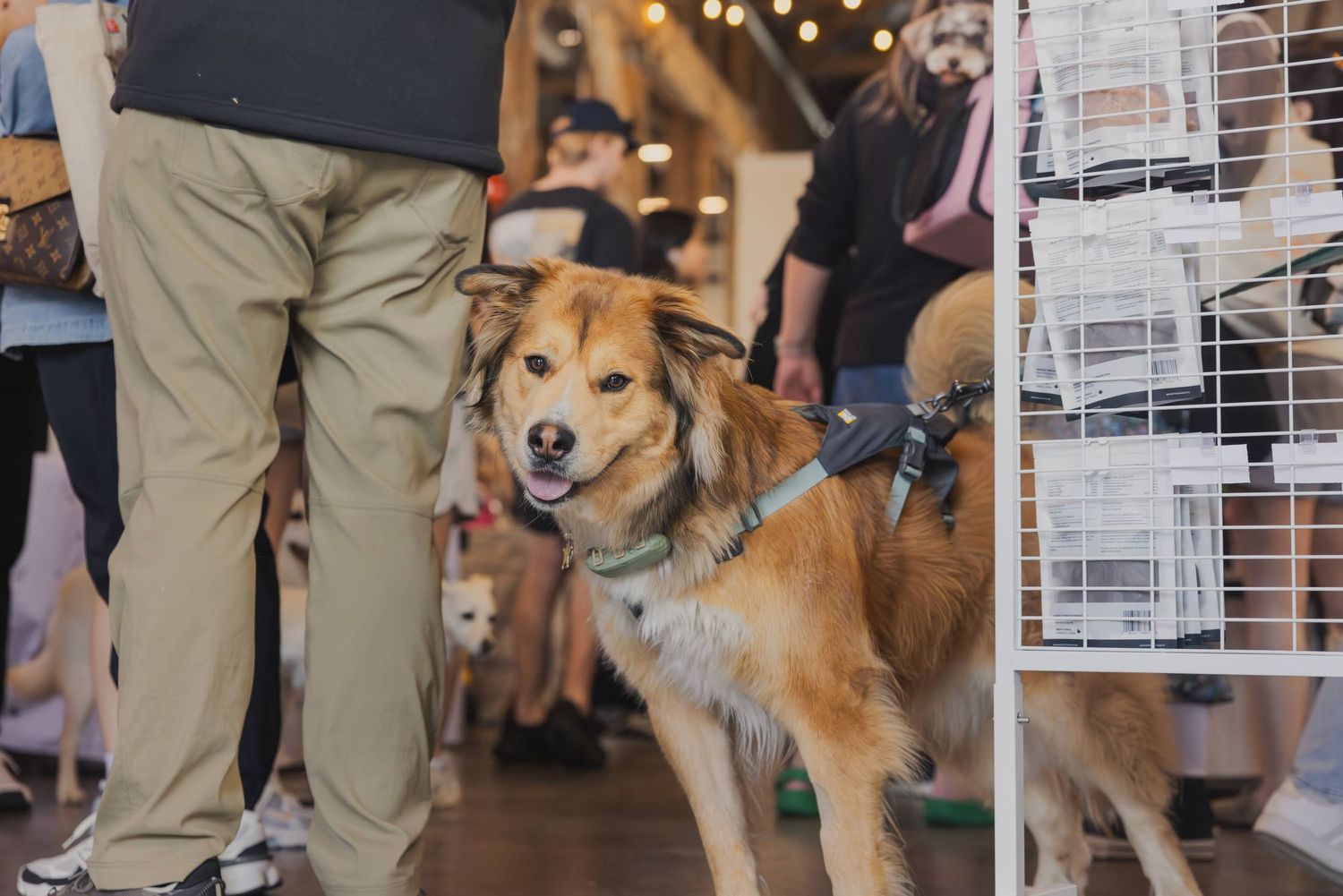 A golden mixed-breed dog on a leash stands inside a pet-friendly venue surrounded by people and wire cages.