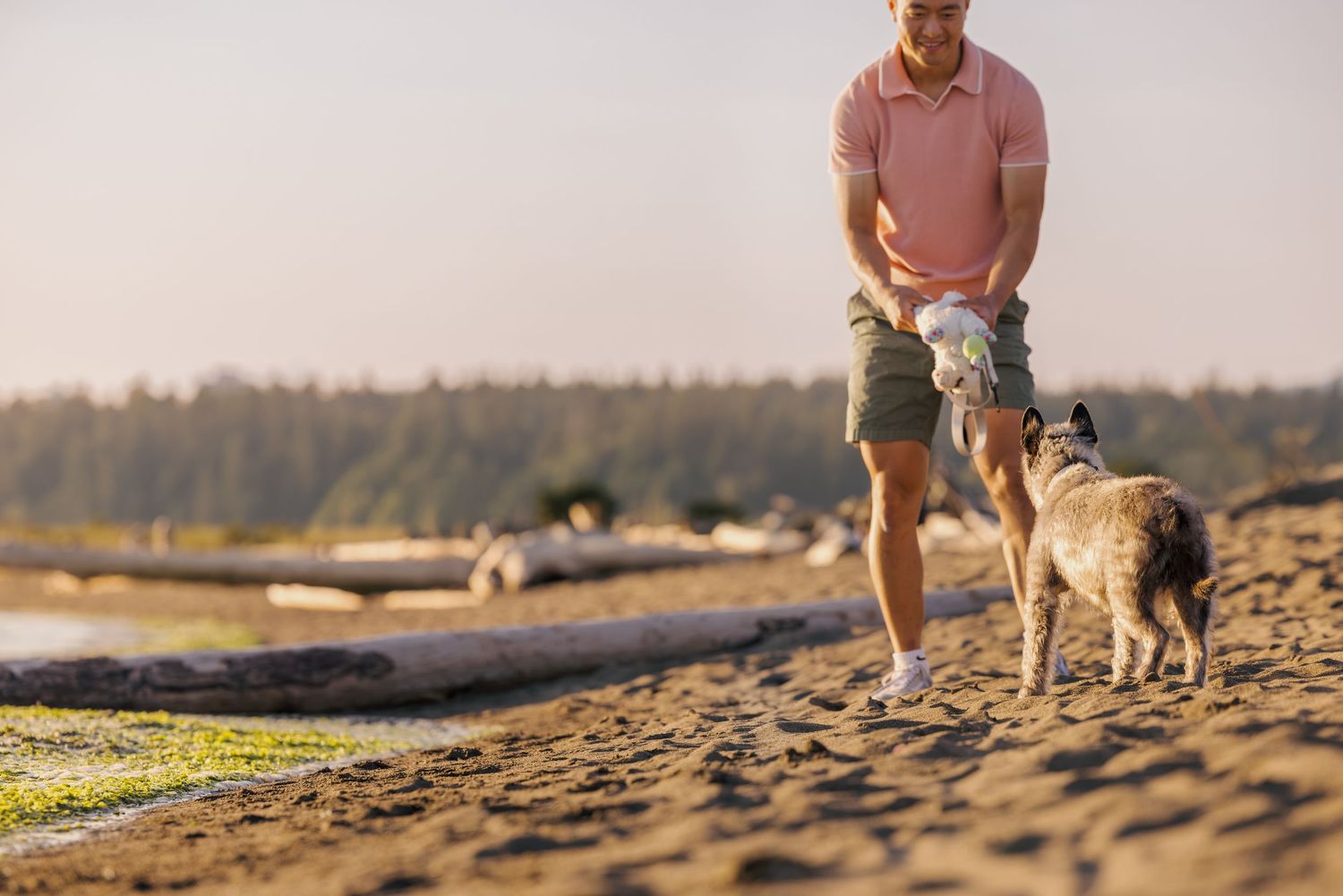 Man in pink polo shirt playing with a dog on a sandy beach at sunset.
