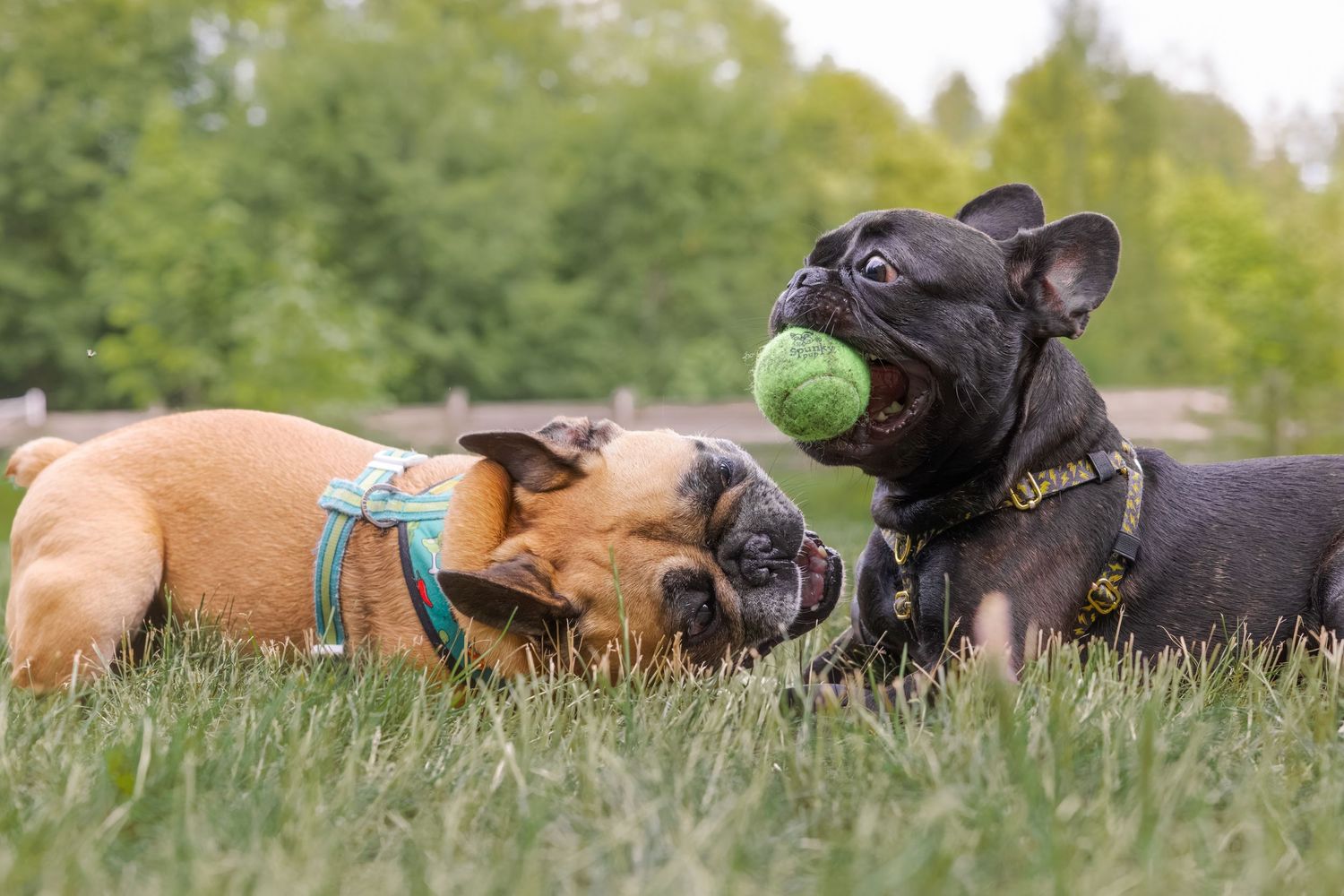 Two French Bulldogs playing in grass, one holding a green tennis ball in its mouth on a sunny day.