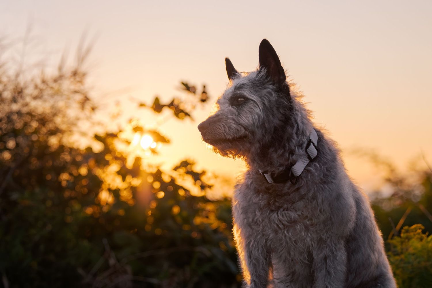 A scruffy gray dog sits peacefully outdoors at golden sunset, wearing a collar, gazing into the warm glowing horizon.