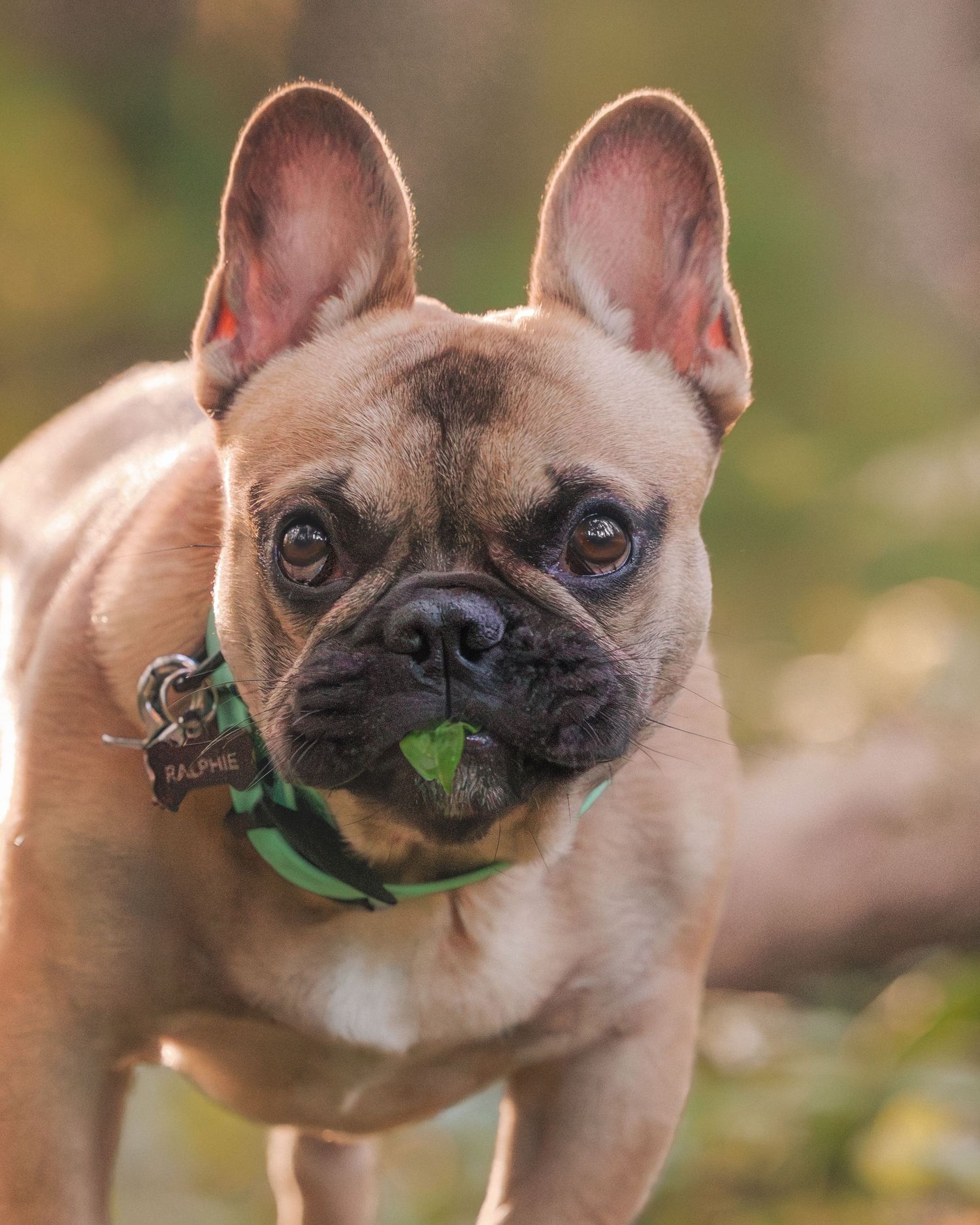 A fawn French Bulldog with a green collar holds a leaf in its mouth outdoors.