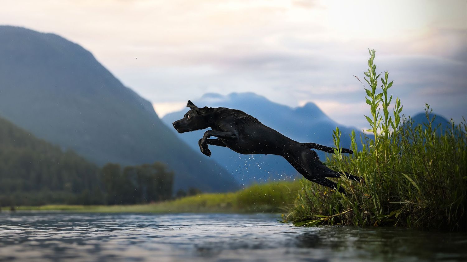 A black cat leaps gracefully through the air against a scenic mountain landscape with water and grass in the background.