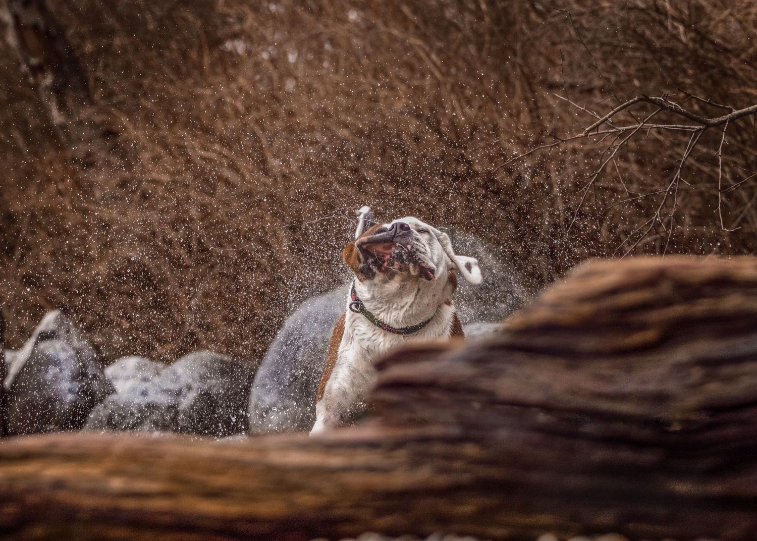 A wild animal shaking water off its fur near rocky terrain and dry brush in a natural outdoor setting.