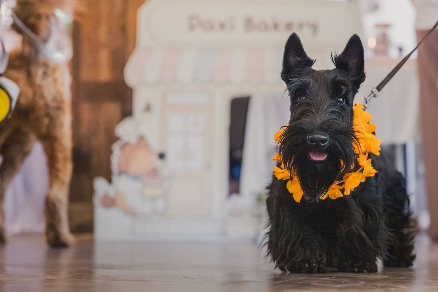 Black Scottish Terrier dog wearing yellow marigold flower collar sitting in front of Paxi Bakery display.