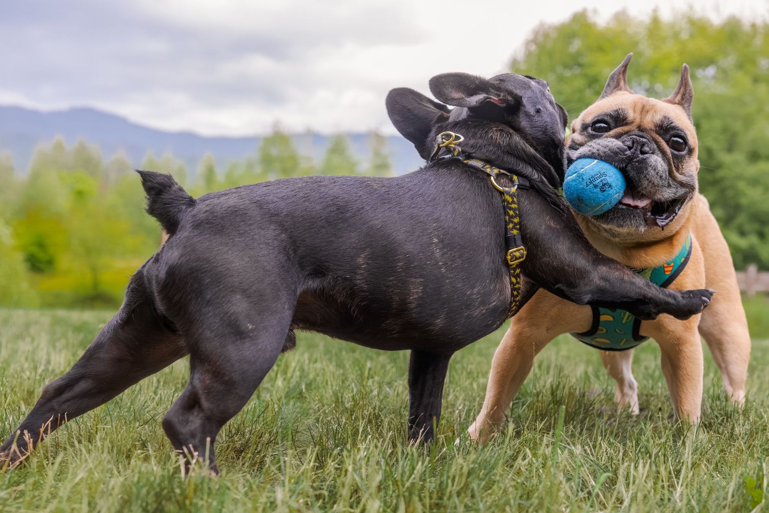 Two French Bulldogs playing tug with a blue ball on green grass with mountains in the background.