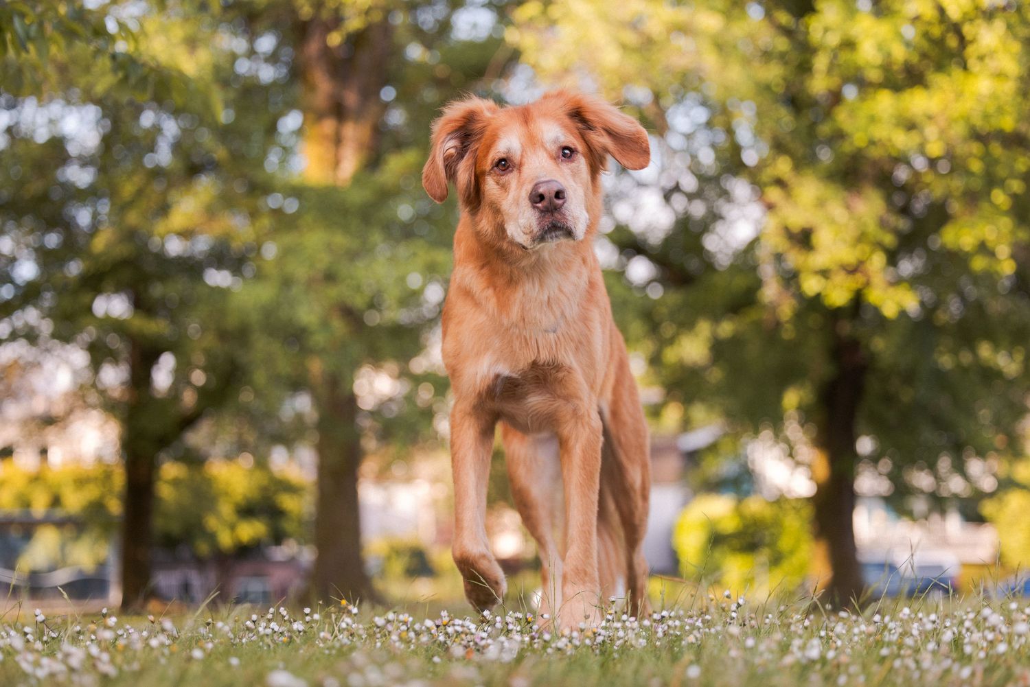 A golden-brown dog stands alert in a sunny park with green trees and white wildflowers in the background.